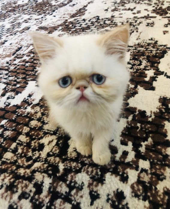 Чистокровный экзот