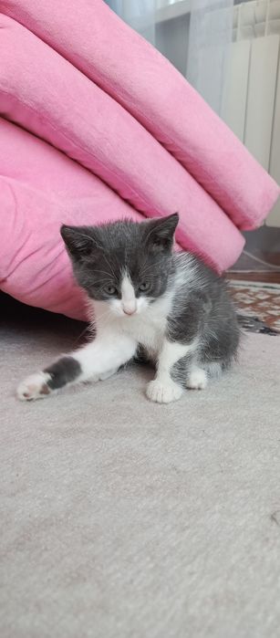 Отдам котят в добрые руки!