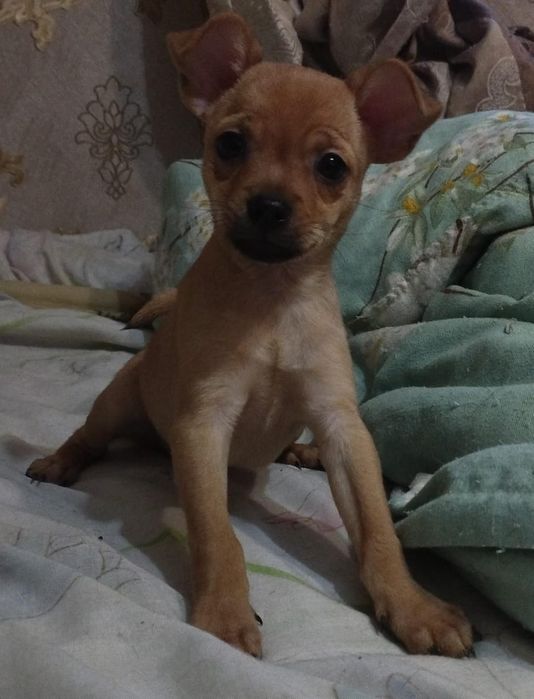 Щенок тотерьера  девочка