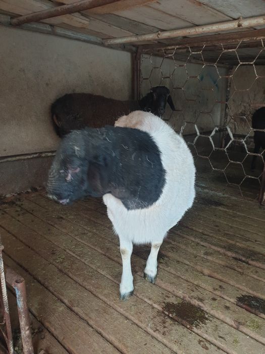 Dorper qochqor sotiladi