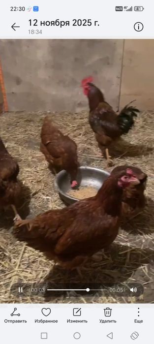 Продам  петуха ломан браун на племя 10000