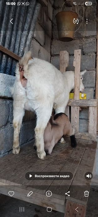 занен ешкі сатылады