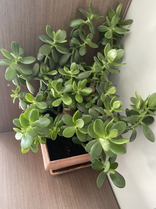 Продается растение