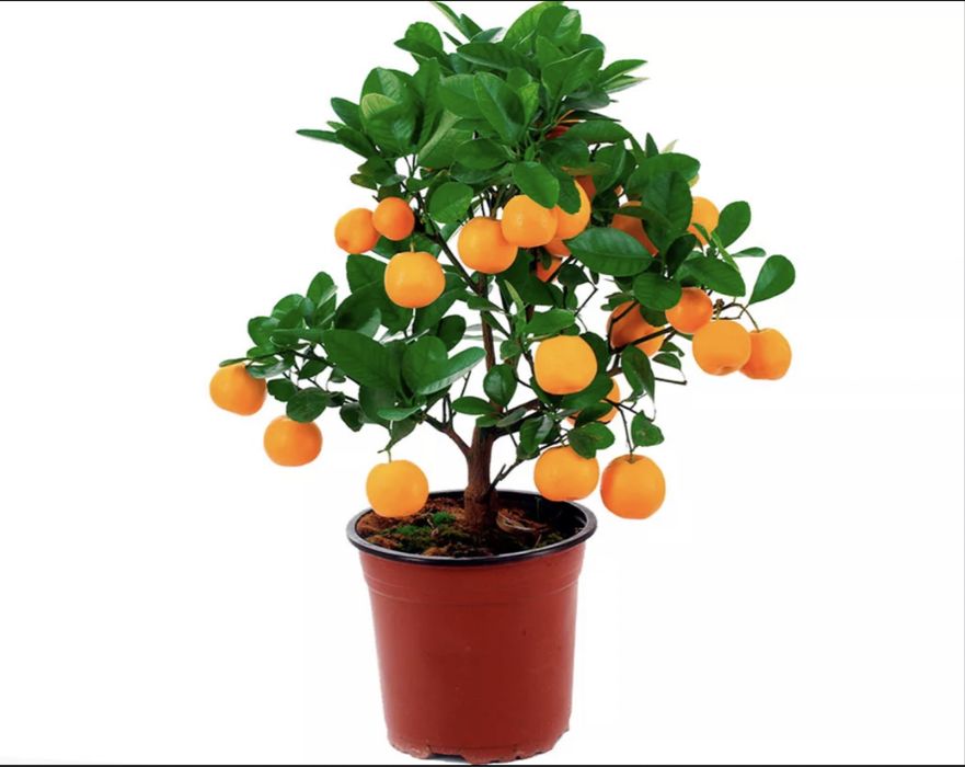 Цитрусовые деревья
