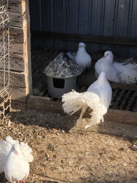 Vand porumbei de ornament !!!