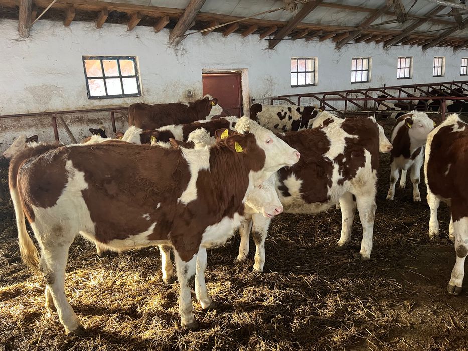 Vand juninci montbeliard