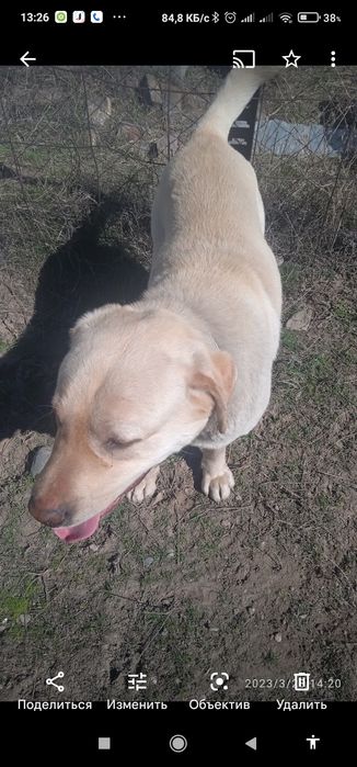 Собака продаю за 10000