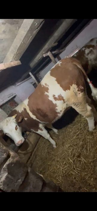 Junica   baltata romaneasca