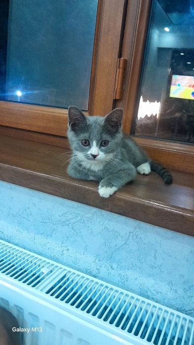 Кошка девочка красавитца
