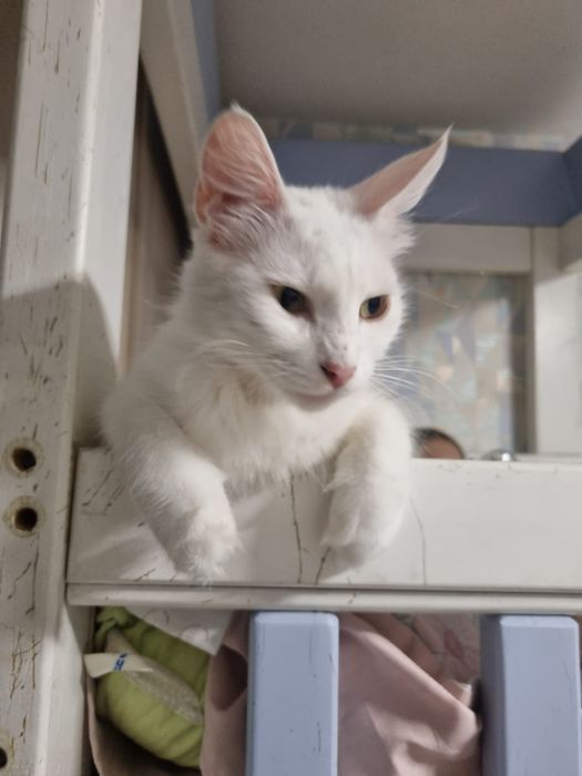 Отдам породистую кошечку