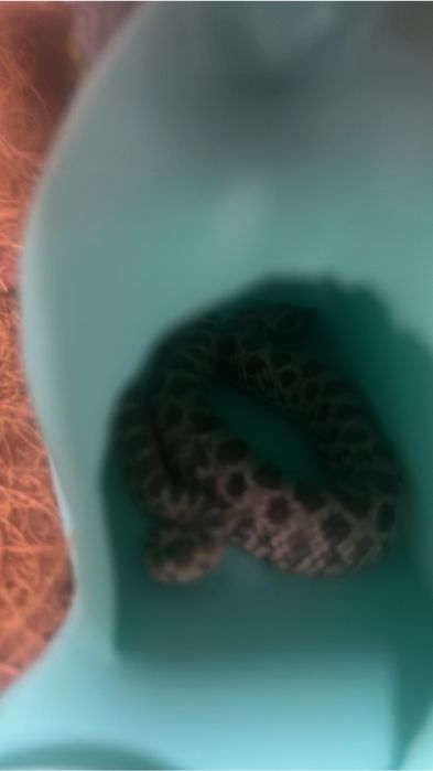 Продам змею с терариумом