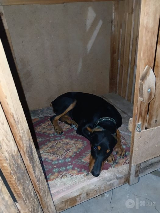 Doberman qizbola