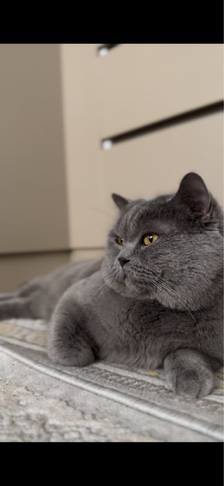 Вязка Скотиш Страйт