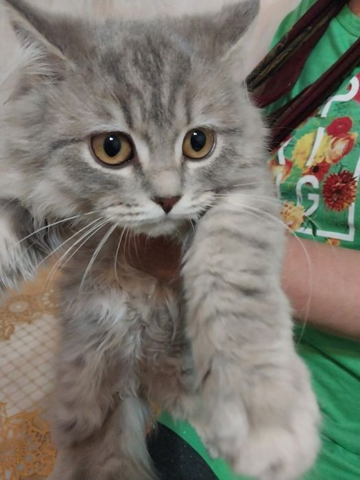 Кошки .скотиш страйтживотные