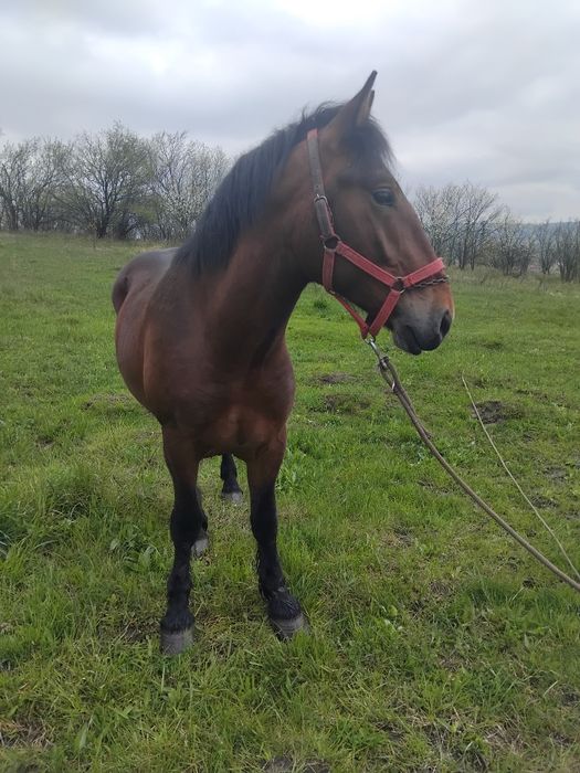 Vând manz  un an si 10 luni