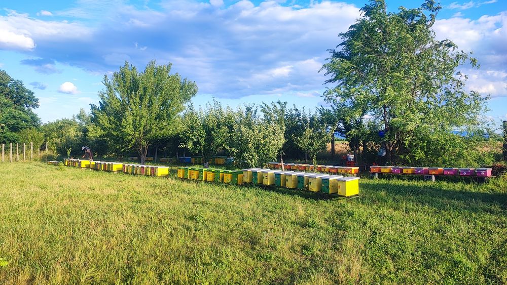 Mătci împerecheate selecționate