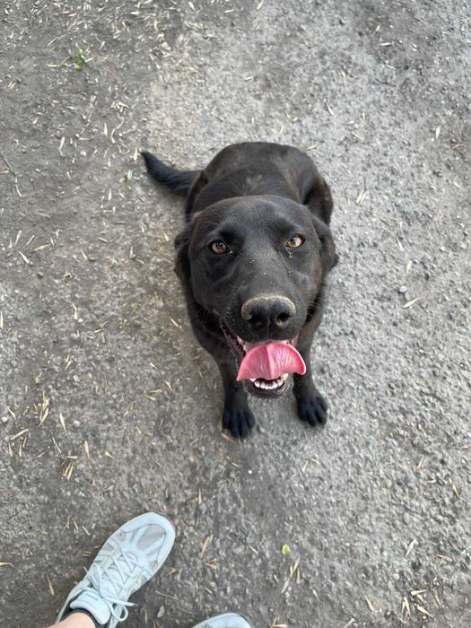 Пристраивается собака в добрые руки ( ТОЛЬКО ОТВЕТСТВЕННЫМ )