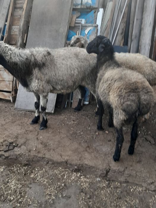 Продам 1 овцематку и 2 токты