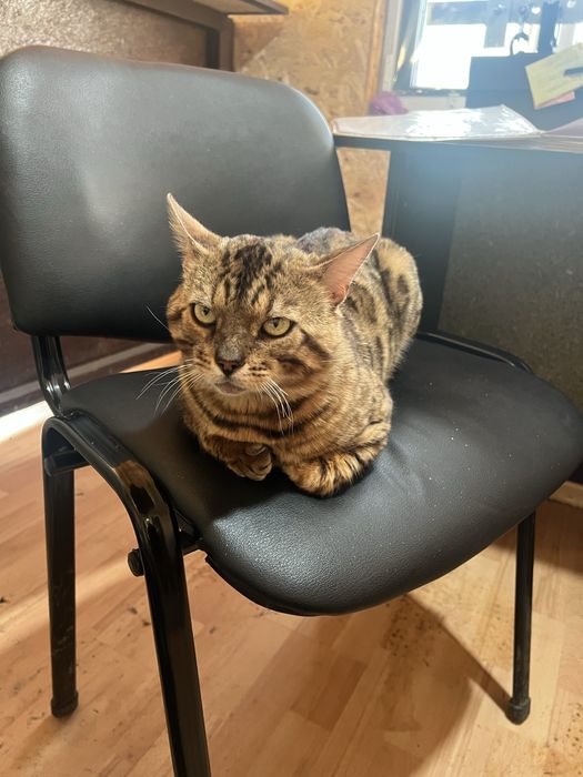 Бенгальский кот Зевс