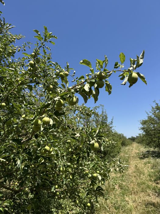 Продам яблоневый сад в Алматы 2 гектара