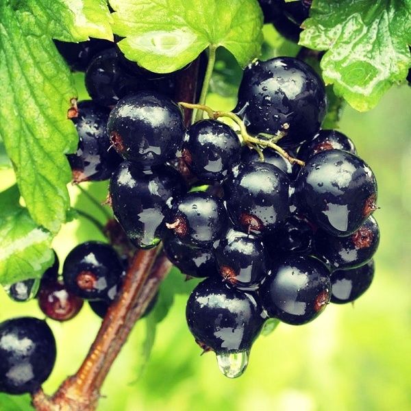 Arbuști Fructiferi Coacăz Negru