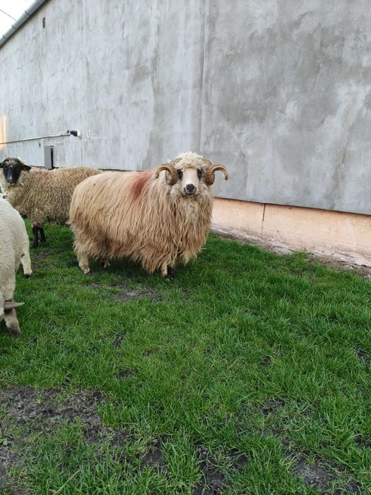 Berbec Țurcan~Exemplar Deosebit~