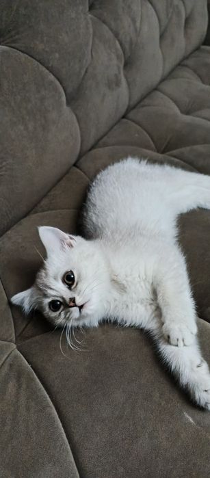 срочно продается британский котик