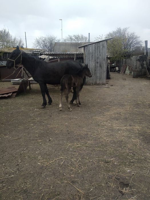 Продам кобылу с жеребенком