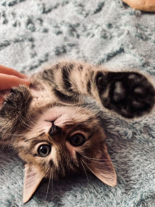 Отдам котят в хорошие руки!