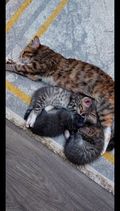 Отдам котят в добрые заботливые руки