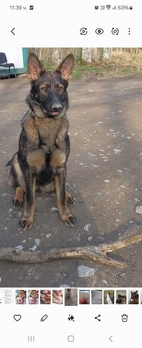 Немска   овчарка