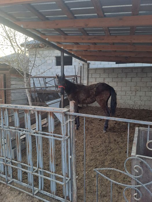 Тай сатам жабағы.