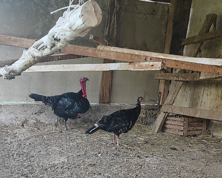 Индюк индюшка  Қораз/мекен пара