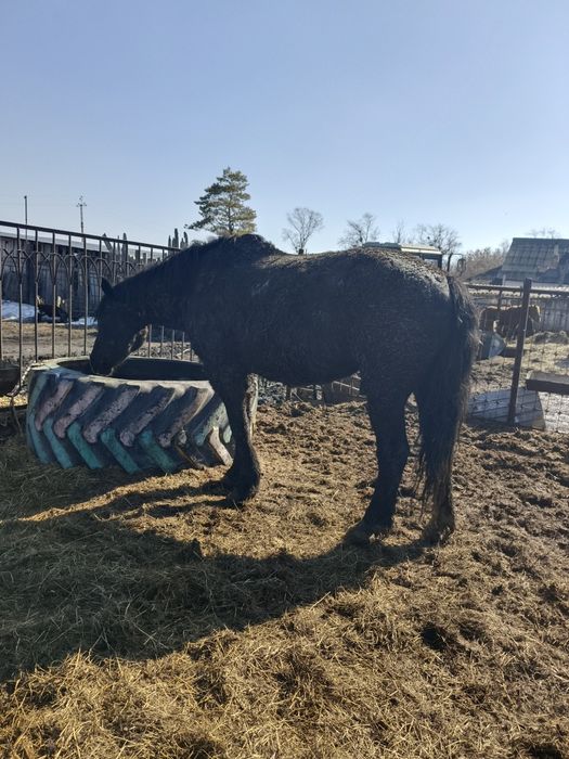 Продам меренов обученых