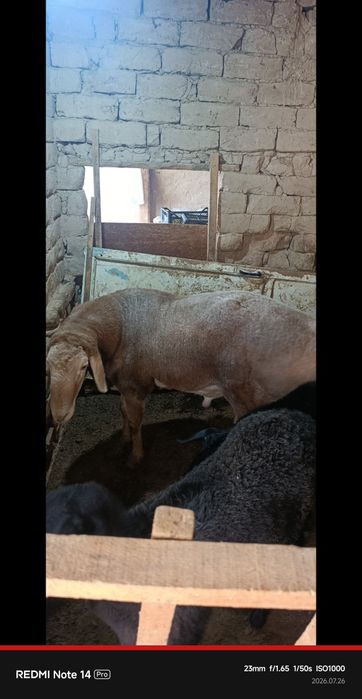Кучкор сотилади зотка