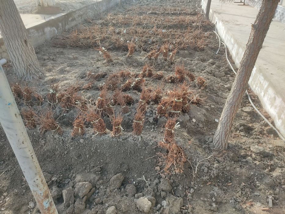 Ризамат ота узум ку́чатлари сотилади