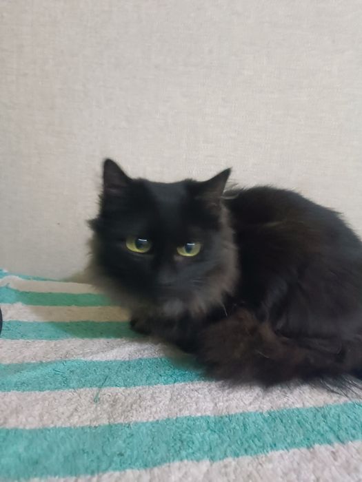 Отдам в добрые ручки