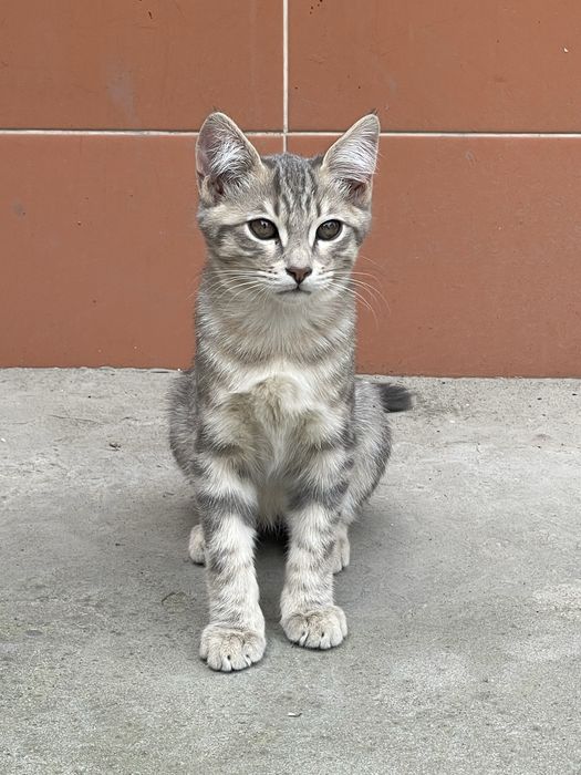 Отдам двух котят в добрые и ответственные руки
