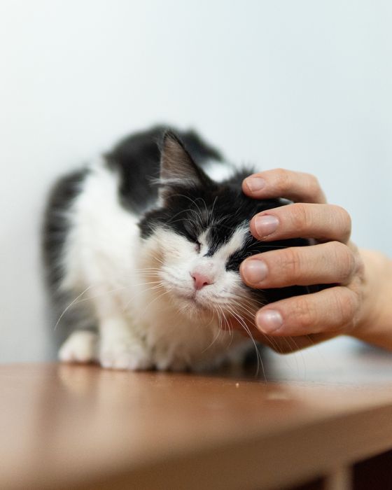 Малката Джиджи на 7 месеца търси дом