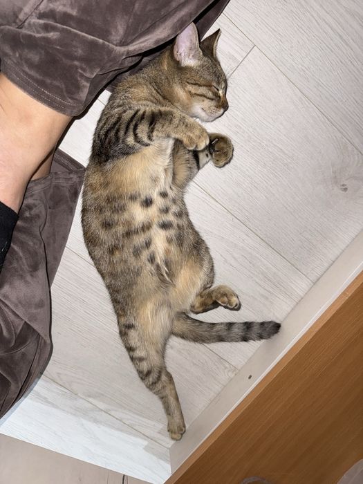 Самая ласковая кошка