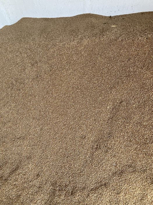 Triticale de vanzare