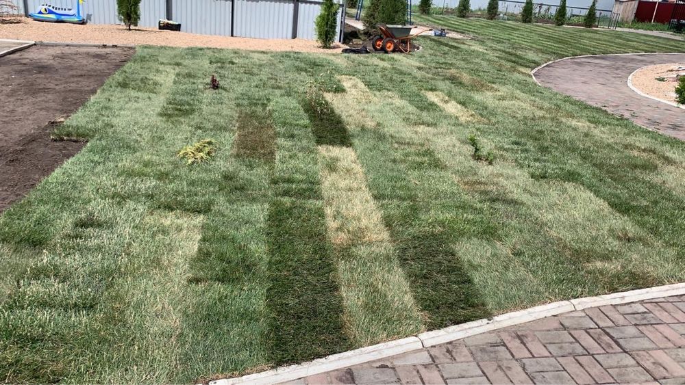 Газон посевной рулонный готовый