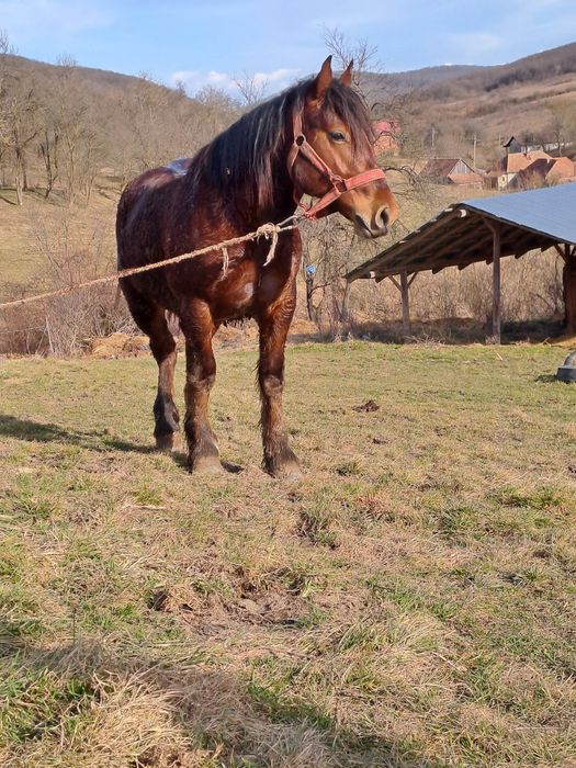 Manz de vanzare!