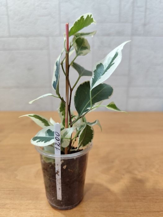 Фикус Бенджамина