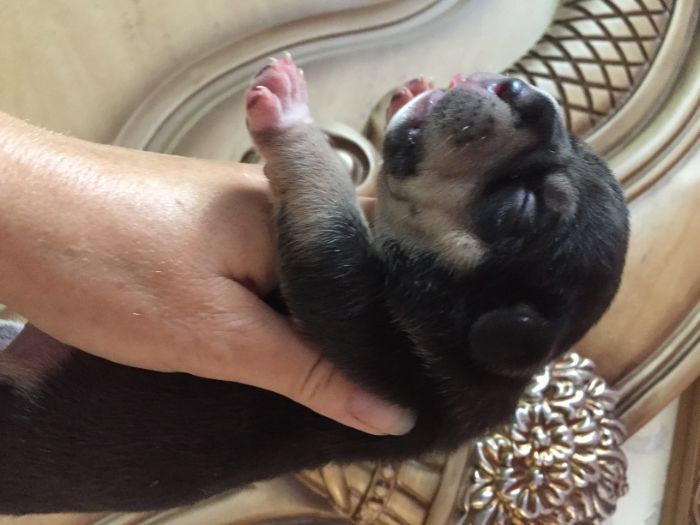 американский булли