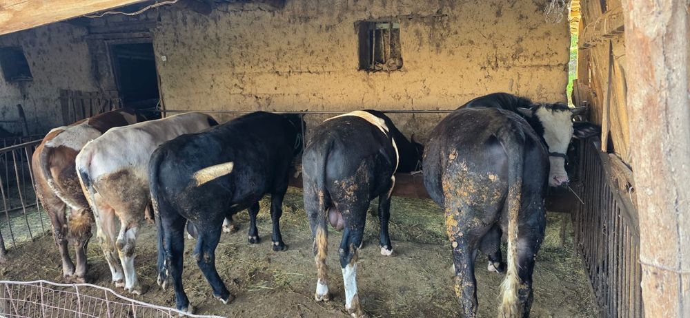 8 бас бука сатылады бордакы