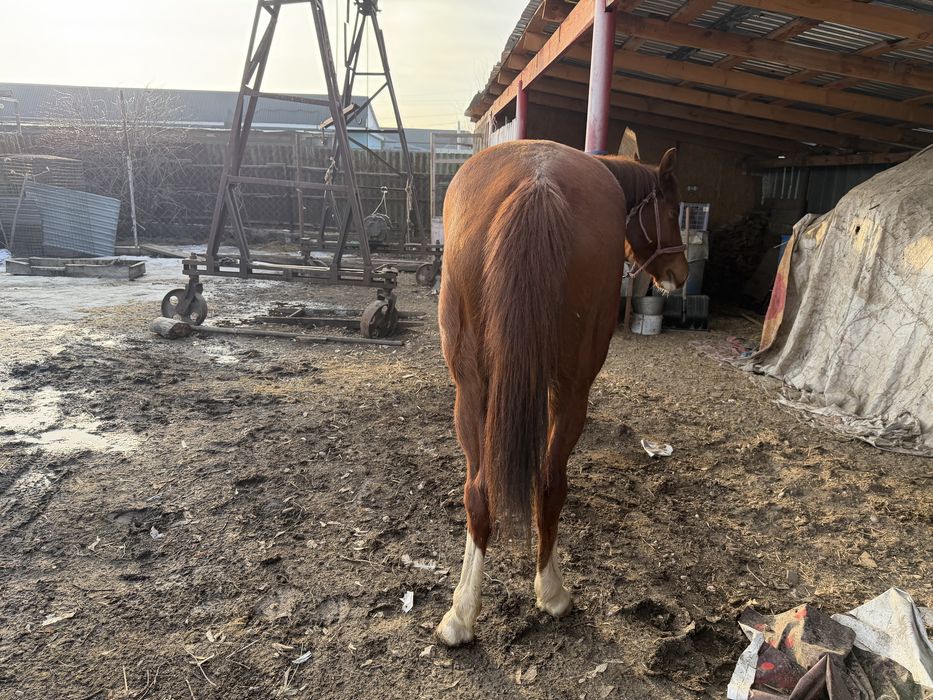 Англо-араб байтал