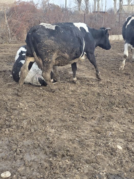 Буаз сиир корова