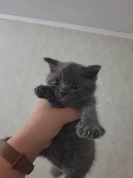 Кошечки Шотланцы
