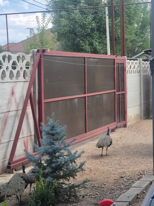 Продаю павлинов индийские 2 самец, 1самка